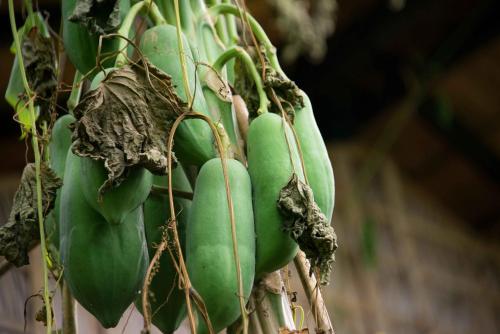 a bunch of green bananas hanging from a tree at Battambang Dream Bungalows in Battambang