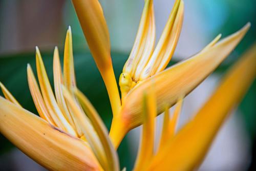 a close up of a plant with yellow flowers at Battambang Dream Bungalows in Battambang