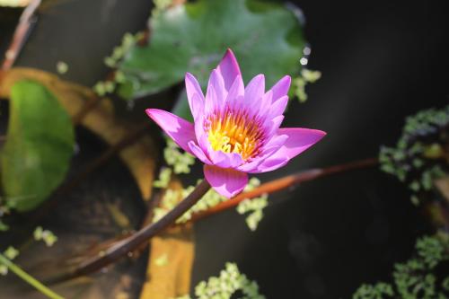 a pink flower on a branch with leaves at Smilingface guesthouse in Sukhothai
