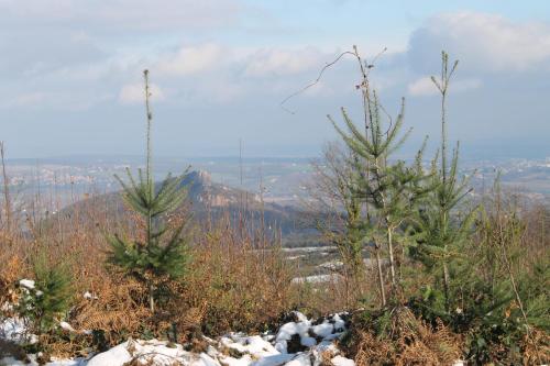 two christmas trees on top of a mountain at Hôtel Restaurant Le Moulin de Saint Verand in Saint-Vérand