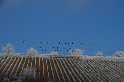 a group of birds standing on top of a vineyard at Castell Hotel & Restaurant in Leinsweiler
