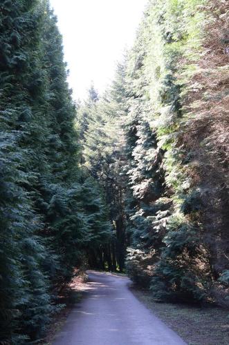 a road in a forest of fir trees at Gerecse Vendégház in Süttő