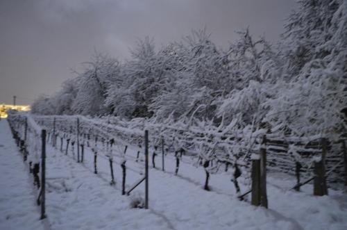 a row of trees covered in snow at Castell Hotel & Restaurant in Leinsweiler