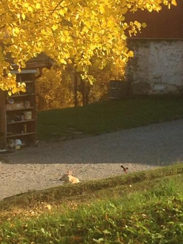 a cat sitting on the ground under a tree at Ivaregga Vinterstua in Tolga