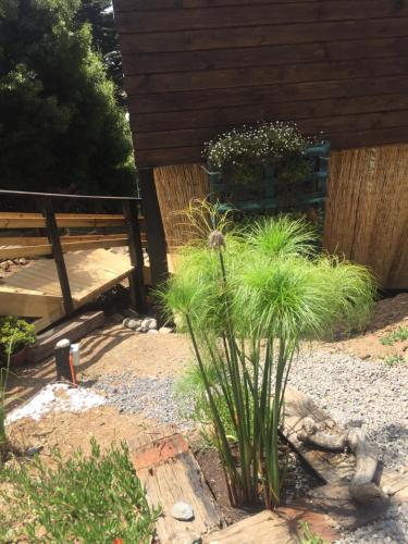a garden with a bench and plants in a yard at Cabaña del Bosque in Pichilemu