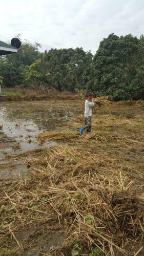 a young boy is running through a field at Nok Chan Mee Na in Chom Thong