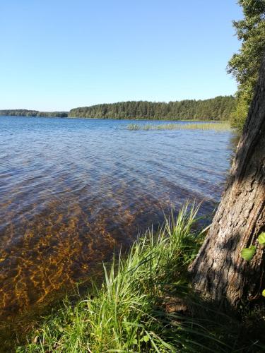 a body of water with a tree in the foreground at Vila Migla in Pašekščiai