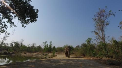 an elephant walking down a dirt road next to a river at I love phants Lodge in Ban Huai Thawai