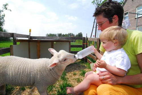 a man feeding a baby lamb from a bottle at Farm Overleekerhoeve in Monnickendam