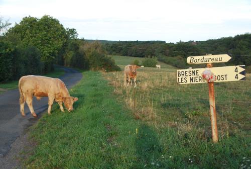 two cows grazing on the side of a road with a sign at Chambres d'Hôtes Maison Balady in Bellenaves