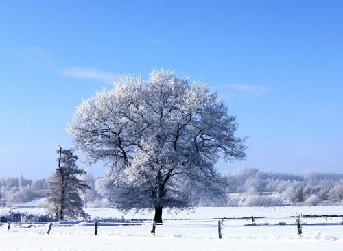 a tree in a field covered in snow at Hotel Schick in Bad Wörishofen