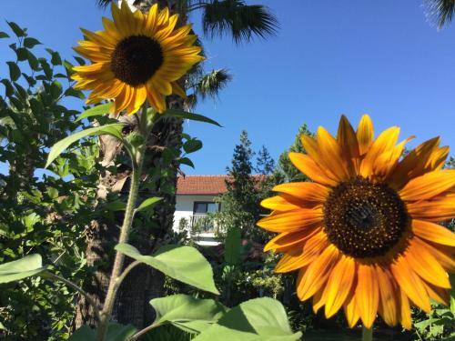 Gallery image of Dalyan Garden Pension in Dalyan