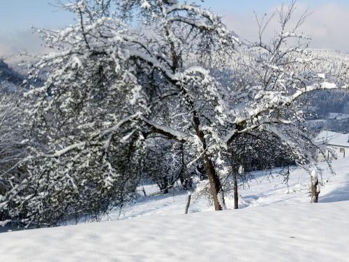 a snow covered tree in a snowy field at Gîte du Poirier in Le Tholy