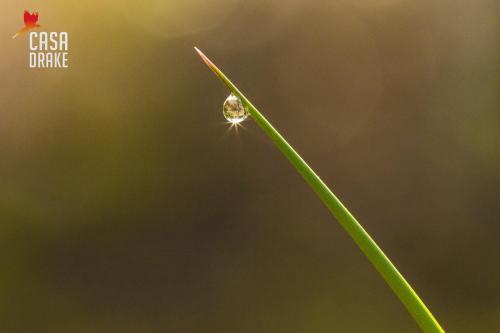a small spider sitting on a blade of grass at Casa Drake Lodge in Drake