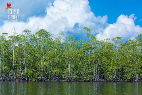 a group of trees on the shore of a lake at Casa Drake Lodge in Drake