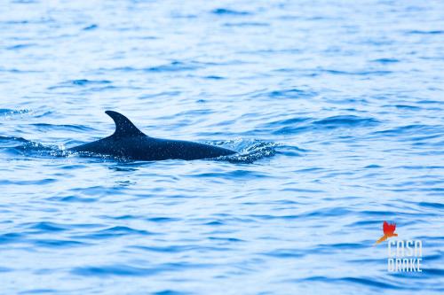 a dolphin swimming in the water with a red leaf at Casa Drake Lodge in Drake