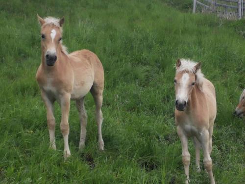 two brown horses standing in a field of grass at apart.pitztal in Arzl im Pitztal