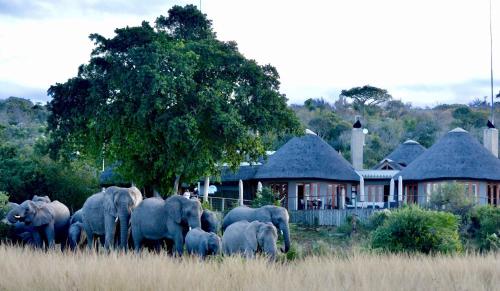 a herd of elephants walking in front of a house at Nambiti Plains in Nambiti Game Reserve