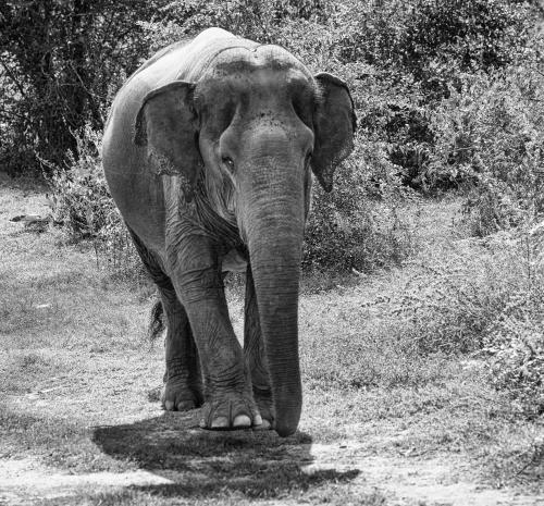 a black and white photo of an elephant walking at I love phants Lodge in Ban Huai Thawai