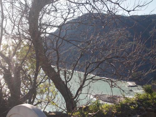 a tree with a view of a body of water at da Benedetta in Monterosso al Mare