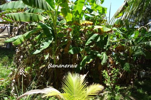 a group of plants in a forest with the word bananas at WegoKite Stars in Taíba