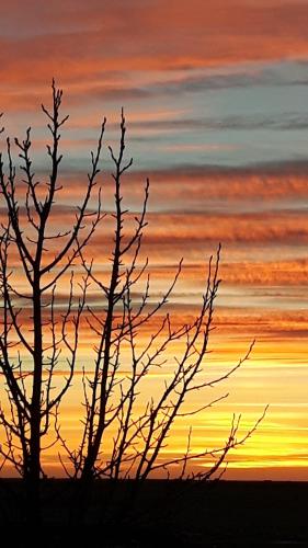 a sunset with two trees in the foreground at 1A Guesthouse in Vatnsholt