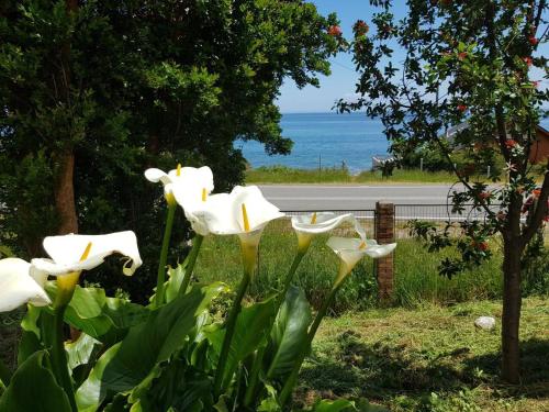 a group of white flowers with the ocean in the background at Cabañas Agua Viva in Puerto Montt