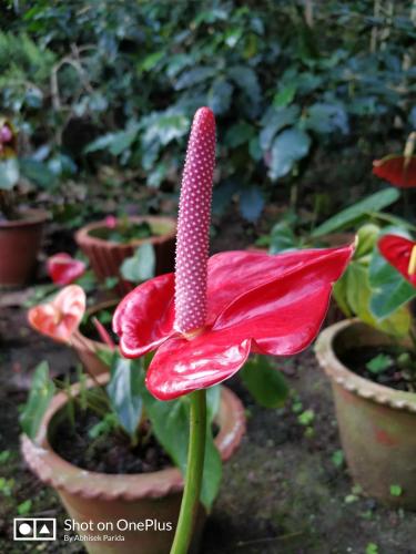 Taman di luar Bluebell homestay