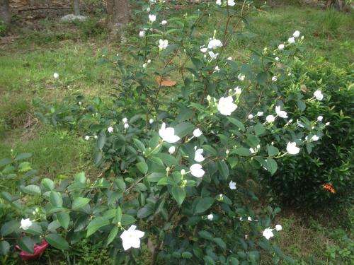 a bush with white flowers in a garden at BaanPhong Lanta in Ko Lanta