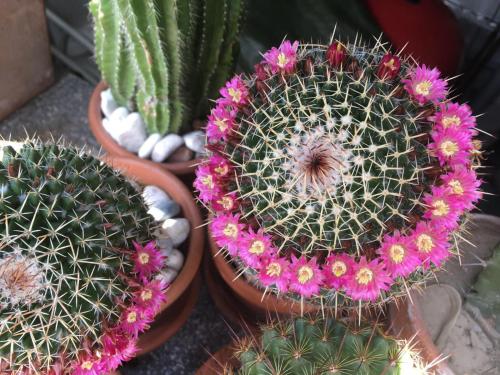 a group of cactuses and flowers in pots at B&B Pizzeria Zur Traube in Montagna