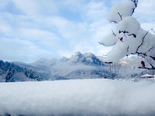 a snow covered tree with a mountain in the background at Pensiunea Bia Papadia in Bicaz