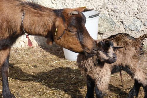 a mother goat standing next to a baby goat at agriturismo la Meta in Pieve di Bono