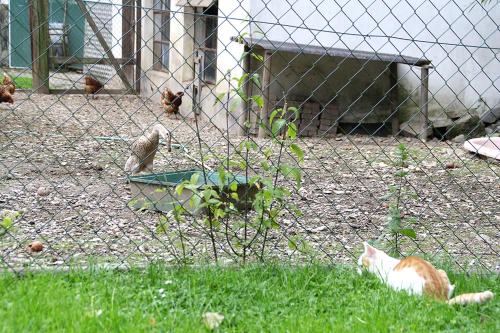 a cat laying in the grass next to a fence at Baunhöller-Mühle in Emmelshausen