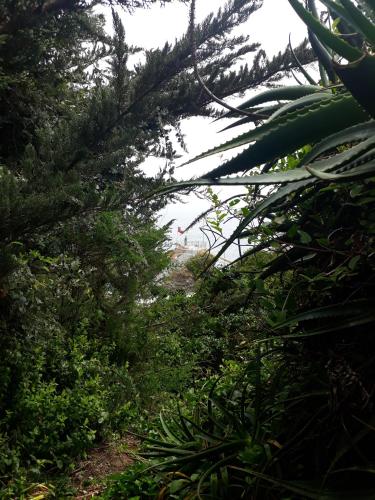 a trail through a forest with trees and plants at A Hotel Boutique Pelluhue in Pelluhue