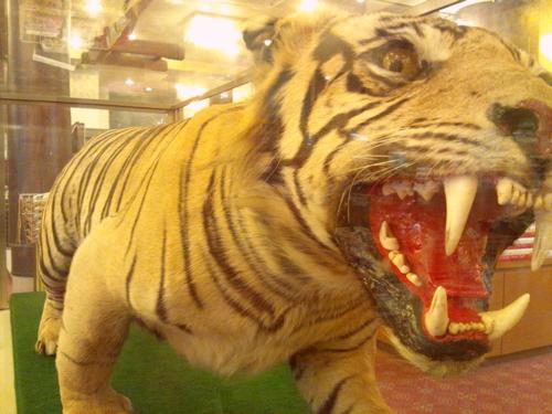 a statue of a tiger with its mouth open at Kindayu in Shibukawa