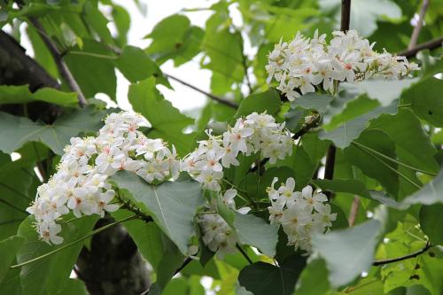 a bunch of white flowers on a tree at Guest Motel- Zhongli Branch in Pingzhen