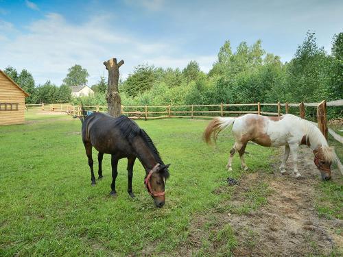 two horses grazing in a field of grass at Holiday Home in Skrzynia near Lake & Forest in Osiek