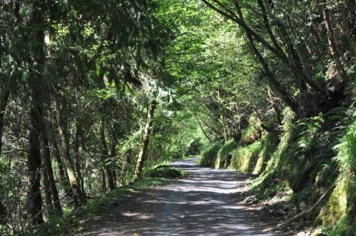 a dirt road through a forest with trees at Old Fort Lodge in Sligo