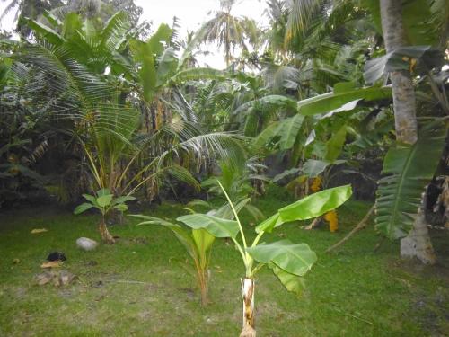 a small tree in the middle of a field of plants at Mama's Hostel by Taprobane in Negombo