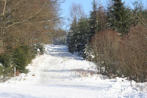 a snow covered path with trees on the side at Les Chanterelles in Jalhay