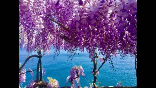 a tree with purple flowers hanging over the water at Villa Petit Ludovica in Ravello