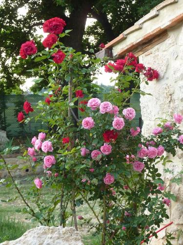 a bunch of pink roses on a bush next to a wall at Agriturismo La Segolina in Colle Val D'Elsa