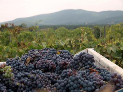a bunch of grapes in a wooden box on a field at Agriturismo La Segolina in Colle Val D'Elsa