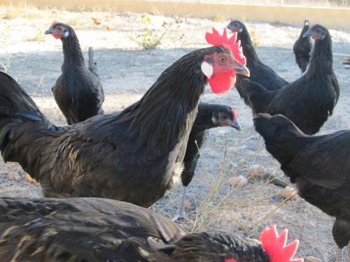 a group of chickens standing in a field at Los Tobares in Gárgoles de Arriba