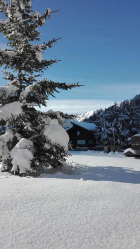 a pine tree in the snow next to a house at Residence Les Coupoles in Champoluc