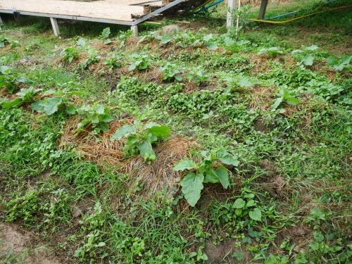 a field of weeds and plants in the grass at Nok Chan Mee Na in Chom Thong