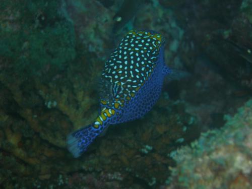 a blue and white fish swimming in the ocean at Osa House - Drake Corcovado Tours in Drake