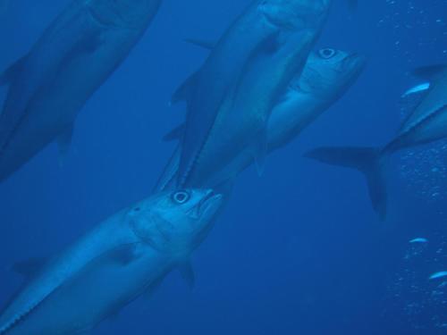 a group of sharks swimming in the water at Osa House - Drake Corcovado Tours in Drake