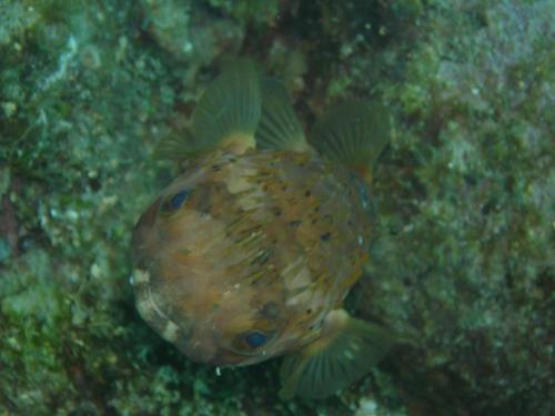 a yellow fish swimming in the water at Osa House - Drake Corcovado Tours in Drake