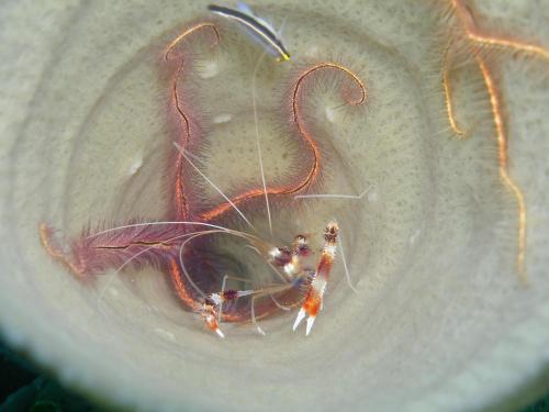 a close up of a shrimp in a shell at Osa House - Drake Corcovado Tours in Drake